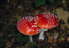 Fungo (Amanita muscaria).De Agostini Picture Library/M. Giovanoli Fungo (Amanita muscaria).De Agostini Picture Library/M. Giovanoli