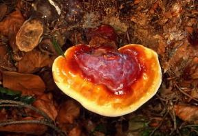Ganoderma (Ganoderma lucidum).De Agostini Picture Library/M. Giovanoli Ganoderma (Ganoderma lucidum).De Agostini Picture Library/M. Giovanoli