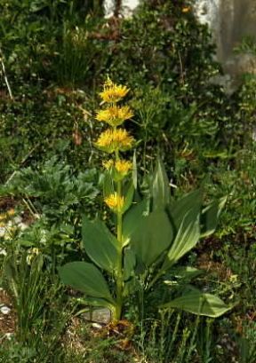 Genziana (Gentiana lutea).De Agostini Picture Library/M. Giovanoli Genziana (Gentiana lutea).De Agostini Picture Library/M. Giovanoli
