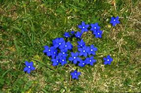 Genzianella (Gentiana verna).De Agostini Picture Library/M. Giovanoli Genzianella (Gentiana verna).De Agostini Picture Library/M. Giovanoli