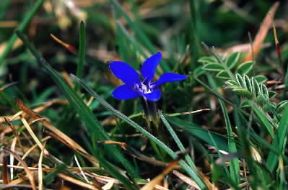 Genzianella (Gentiana verna).De Agostini Picture Library/C. Galasso Genzianella (Gentiana verna).De Agostini Picture Library/C. Galasso