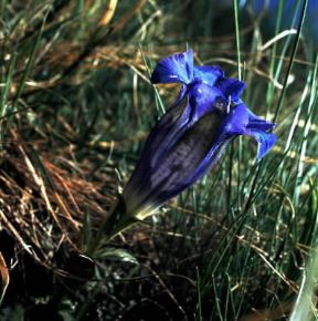 Genzianella (Gentiana acaulis).De Agostini Picture Library/2 P Genzianella (Gentiana acaulis).De Agostini Picture Library/2 P