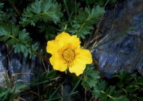 Geum (Geum reptans).De Agostini Picture Library/M. Giovanoli Geum (Geum reptans).De Agostini Picture Library/M. Giovanoli
