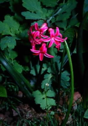 Giacinto. Esemplare di Hyacinthus orientalis.De Agostini Picture Library/M. Pizzirani Giacinto. Esemplare di Hyacinthus orientalis.De Agostini Picture Library/M. Pizzirani