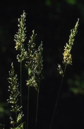 Gramigna (Poa pratensis).De Agostini Picture Library / G. Negri