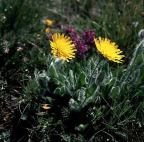 Hieracium villosum. De Agostini Picture Library / S. Cirillo Hieracium villosum. De Agostini Picture Library / S. Cirillo