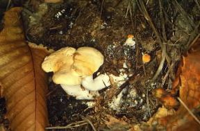 Hydnum. Esemplari di Hydnum repandum.De Agostini Picture Library / M. Giovanoli