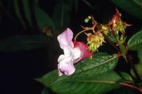 Impatiens . Esemplare di Impatiens glandulifera.De Agostini Picture Library/M. Giovanoli