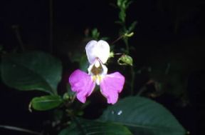 Impatiens . Fiore di Impatiens.De Agostini Picture Library/M. Giovanoli