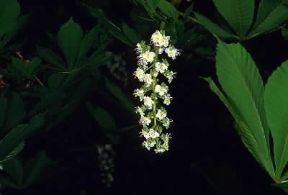 Ippocastano . Infiorescenza di Aesculus hippocastanum.De Agostini Picture Library/M. Giovanoli
