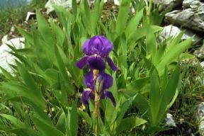 Iridacee . Esemplare di Iris sibirica. De Agostini Picture Library/M. Giovanoli Iridacee . Esemplare di Iris sibirica. De Agostini Picture Library/M. Giovanoli