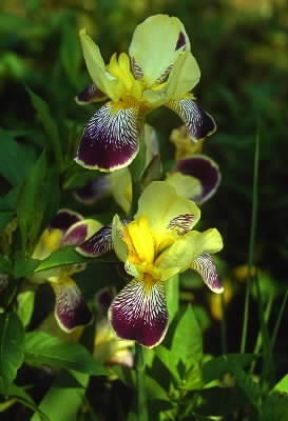 Iridacee . Esemplare di Iris hybrida.De Agostini Picture Library/E. Bertaggia Iridacee . Esemplare di Iris hybrida.De Agostini Picture Library/E. Bertaggia