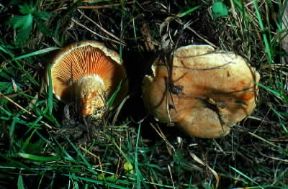 Lactarius. Esemplari di Lactarius deliciosus.De Agostini Picture Library/A. Lucini Lactarius. Esemplari di Lactarius deliciosus.De Agostini Picture Library/A. Lucini