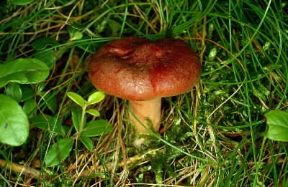Lactarius . Esemplare di Lactarius rufus.De Agostini Picture Library/M. Giovanoli Lactarius . Esemplare di Lactarius rufus.De Agostini Picture Library/M. Giovanoli
