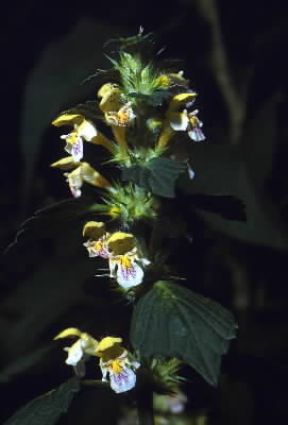 Lamium. Fiori di Lamium album.De Agostini Picture Library/M. Giovanoli Lamium. Fiori di Lamium album.De Agostini Picture Library/M. Giovanoli