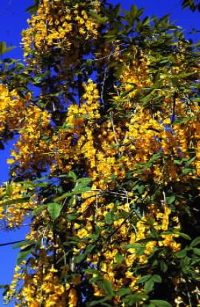 Maggiociondolo (Laburnum anagyroides).De Agostini Picture Library/F. Negri Maggiociondolo (Laburnum anagyroides).De Agostini Picture Library/F. Negri