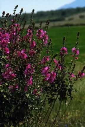 Malva (Malva rotundifolia).De Agostini Picture Library/M. Leigheb Malva (Malva rotundifolia).De Agostini Picture Library/M. Leigheb
