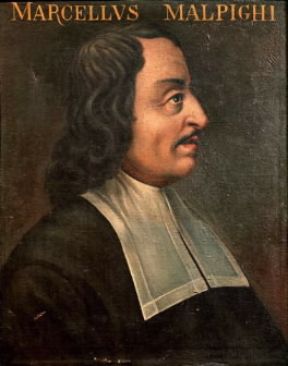 Marcello Malpighi in un ritratto d'epoca (Padova, Università - Aula di Medicina).De Agostini Picture Library/A. Dagli Orti Marcello Malpighi in un ritratto d'epoca (Padova, Università - Aula di Medicina).De Agostini Picture Library/A. Dagli Orti