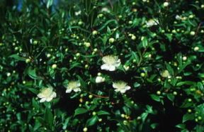 Mirto. Pianta di Myrtus communis.De Agostini Picture Library / C. Galasso Mirto. Pianta di Myrtus communis.De Agostini Picture Library / C. Galasso