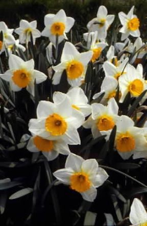 Narciso. Esemplare di Narcissus pseudonarcissus.De Agostini Picture Library / G. Negri Narciso. Esemplare di Narcissus pseudonarcissus.De Agostini Picture Library / G. Negri