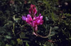 Onobrychis . Fiori violacei di un esemplare di Onobrychis montana. De Agostini Picture Library/M. Giovanoli