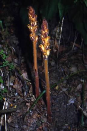 Orobanche . Esemplare di Orobanche lutea.De Agostini Picture Library/M. Pizzirani Orobanche . Esemplare di Orobanche lutea.De Agostini Picture Library/M. Pizzirani