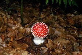 Ovolo . Esemplare di Amanita muscaria.De Agostini Picture Library/M. Giovanoli Ovolo . Esemplare di Amanita muscaria.De Agostini Picture Library/M. Giovanoli