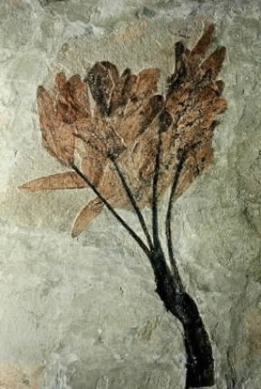 Paleontologia . Pianta fossile dell'Eocene (Monte Bolca, Verona).De Agostini Picture Library/C. Bevilacqua Paleontologia . Pianta fossile dell'Eocene (Monte Bolca, Verona).De Agostini Picture Library/C. Bevilacqua