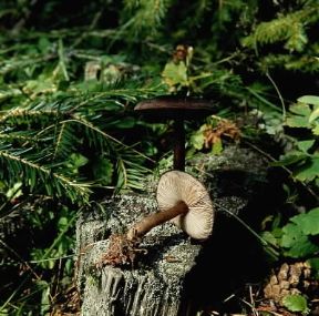 Pluteus. Esemplari di Pluteus umbrosum.De Agostini Picture Library/E. Ferrari Pluteus. Esemplari di Pluteus umbrosum.De Agostini Picture Library/E. Ferrari