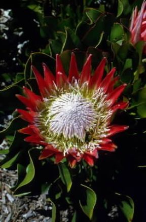 Protea. Esemplare di Protea cynaroides.De Agostini Picture Library/M. Pizzirani Protea. Esemplare di Protea cynaroides.De Agostini Picture Library/M. Pizzirani
