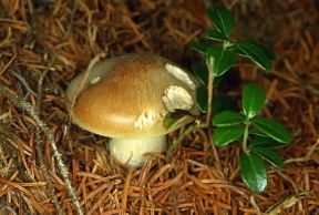 Prugnolo. Esemplare di Tricholoma vaccinum.De Agostini Picture Library/M. Giovanoli Prugnolo. Esemplare di Tricholoma vaccinum.De Agostini Picture Library/M. Giovanoli