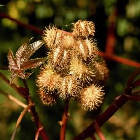 Ricino (Ricinus communis).De Agostini Picture Library/2 P