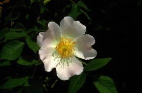 Rosa di macchia (Rosa canina).De Agostini Picture Library / M. Giovanoli