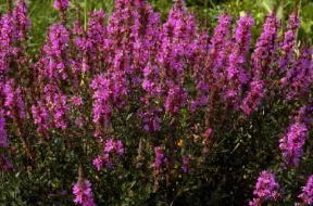 Salcerella (Lythrum salicaria).De Agostini Picture Library / G. Negri Salcerella (Lythrum salicaria).De Agostini Picture Library / G. Negri