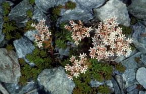 Sedum . Esemplare di Sedum album.De Agostini Picture Library/M. Giovanoli Sedum . Esemplare di Sedum album.De Agostini Picture Library/M. Giovanoli