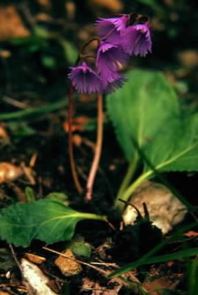 Soldanella . Esemplare di Soldanella alpina.De Agostini Picture Library/A. Facchinetti Soldanella . Esemplare di Soldanella alpina.De Agostini Picture Library/A. Facchinetti
