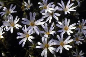 Stellaria. Fiori di Stellaria holostea.De Agostini Picture Library/G. Negri Stellaria. Fiori di Stellaria holostea.De Agostini Picture Library/G. Negri
