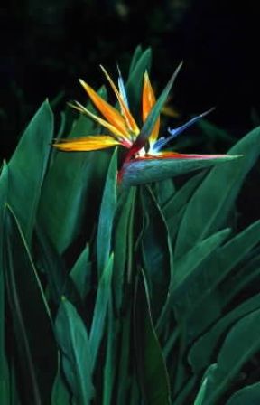 Strelitzia. La specie più caratteristica è la Strelitzia reginae.De Agostini Picture Library/C. Galasso Strelitzia. La specie più caratteristica è la Strelitzia reginae.De Agostini Picture Library/C. Galasso