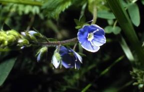 Veronica. Un fiore di Veronica chamaedrys.De Agostini Picture Library/M. Pizzirani