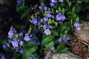 Veronica maggiore (Veronica chamaedrys).De Agostini Picture Library/M. Giovanoli