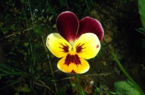 Viola. Un fiore della Viola tricolor hortensis.De Agostini Picture Library/M. Giovanoli Viola. Un fiore della Viola tricolor hortensis.De Agostini Picture Library/M. Giovanoli