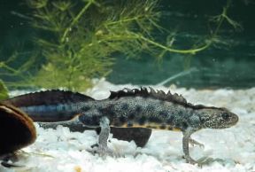Anfibi. Triturus cristatus (Urodeli).De Agostini Picture Library Anfibi. Triturus cristatus (Urodeli).De Agostini Picture Library