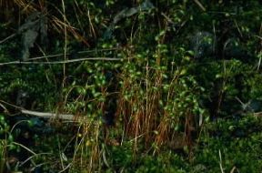 Borraccina. Piantine appartenenti al genere Bryum.De Agostini Picture Library/M. Giovanoli