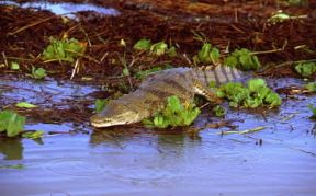 Coccodrillo nel lago Baringo (Kenya).De Agostini Picture Library/F. Galardi
