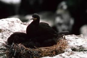 Cormorano. Nido di pulcini con la madre.De Agostini Picture Library/ G. Wright