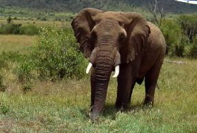 Elefante . Esemplare di Loxodonta africana.De Agostini Picture Library/F. Galardi Elefante . Esemplare di Loxodonta africana.De Agostini Picture Library/F. Galardi
