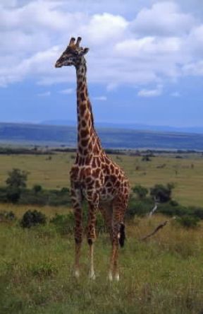 Giraffa. De Agostini Picture Library / F. Galardi Giraffa. De Agostini Picture Library / F. Galardi