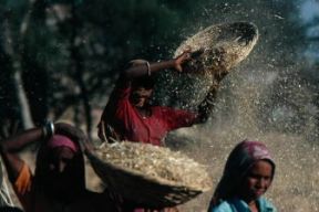 India . Lavorazione del frumento nello Stato di Rajasthan.De Agostini Picture Library/M. Bertinetti India . Lavorazione del frumento nello Stato di Rajasthan.De Agostini Picture Library/M. Bertinetti
