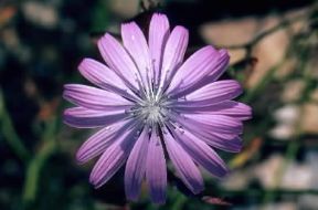 Lactuca. Fiore di Lactuca perennis.De Agostini Picture Library/G. SioÃ«n