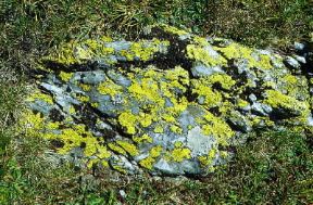 Lichene geografico (Rhizocarpon geographicum).De Agostini Picture Library/M. Giovanoli Lichene geografico (Rhizocarpon geographicum).De Agostini Picture Library/M. Giovanoli